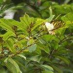 Baphia pubescens Λουλούδι