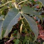 Helleborus argutifolius Leaf