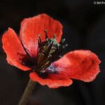 Papaver argemone Virág