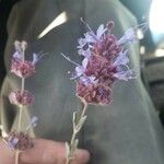 Salvia dorrii Flower