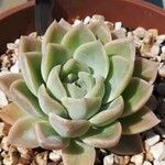 Echeveria elegansLeaf