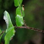 Adiantum vogelii Blatt