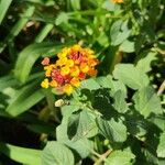 Lantana aculeata Flors