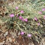 Dianthus lusitanus Habit