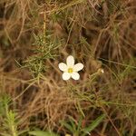 Saxifraga hypnoides Λουλούδι