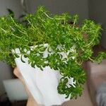 Sedum japonicum Hoja