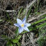 Nemastylis geminiflora Hábito