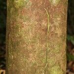 Pachira dolichocalyx Bark