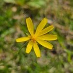 Scorzoneroides autumnalis 花