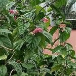 Clerodendrum umbellatum Leaf