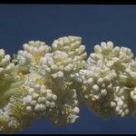 Nolina parryi Flor