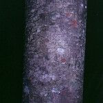 Pradosia ptychandra Bark