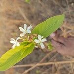 Holarrhena pubescens Floare