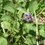 Solanum stoloniferum ശീലം