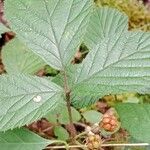 Rubus vestitus Blatt