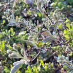 Amelanchier stolonifera Levél