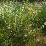 Sideritis fruticulosa Habit