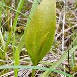 Ophioglossum vulgatum Листок