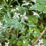 Galium sylvaticum Flor