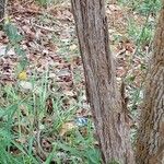 Miconia albicans 樹皮