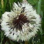 Taraxacum campylodes Плод