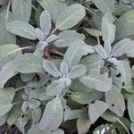 Salvia officinalis Листок