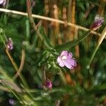 Epilobium palustre 花