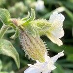 Silene latifoliaFlower