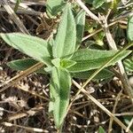 Aspilia mossambicensis Hoja