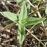 Aspilia mossambicensis Blad