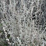 Seriphium plumosum Лист