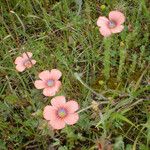 Linum pubescens Flor