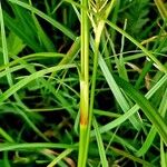 Scirpus sylvaticus Rusca