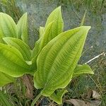 Echinodorus grandiflorus Folha