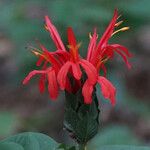 Pachystachys spicata Flower