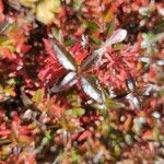 Abelia grandiflora Folha