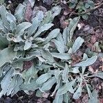 Silene banksia पत्ता