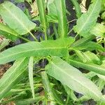 Ipomoea aquatica Leaf