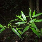 Piper eucalyptifolium ശീലം