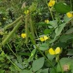 Vigna luteola फल