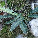 Asplenium ceterach Liść