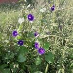 Ipomoea purpurea Habit