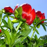 Paeonia peregrina Floro