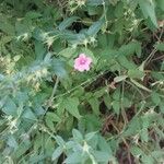 Jasminum beesianum Λουλούδι