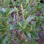 Salix pyrenaica Leaf