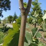 Acer glabrum Bark