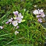 Cardamine crassifolia 花