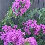 Bougainvillea glabra Blomma