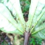 Sterculia pruriens Leaf