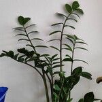 Zamioculcas zamiifoliaYaprak